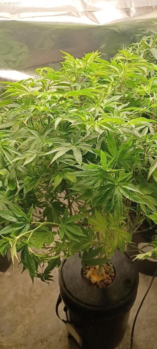 White Widow from Seedsman