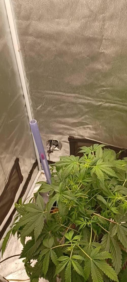 Auto Black Opium