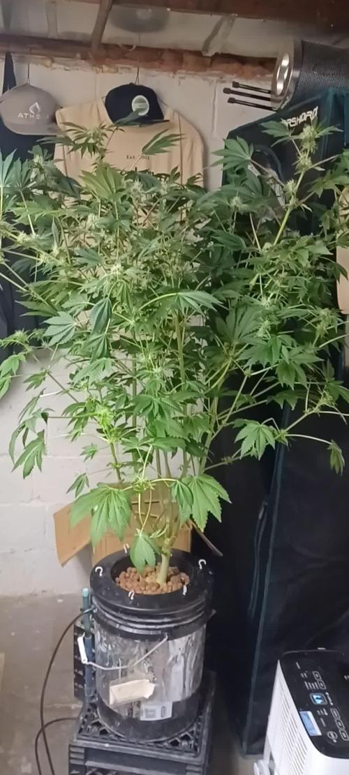Super Skunk from Spliff Seeds