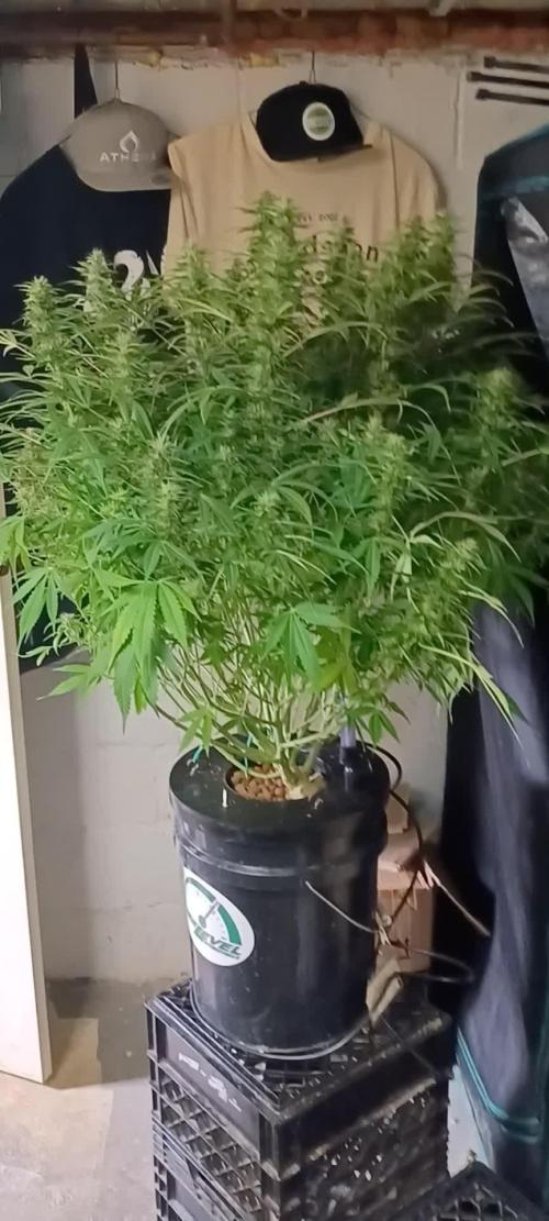 Blue Dream Auto from Spliff Seeds