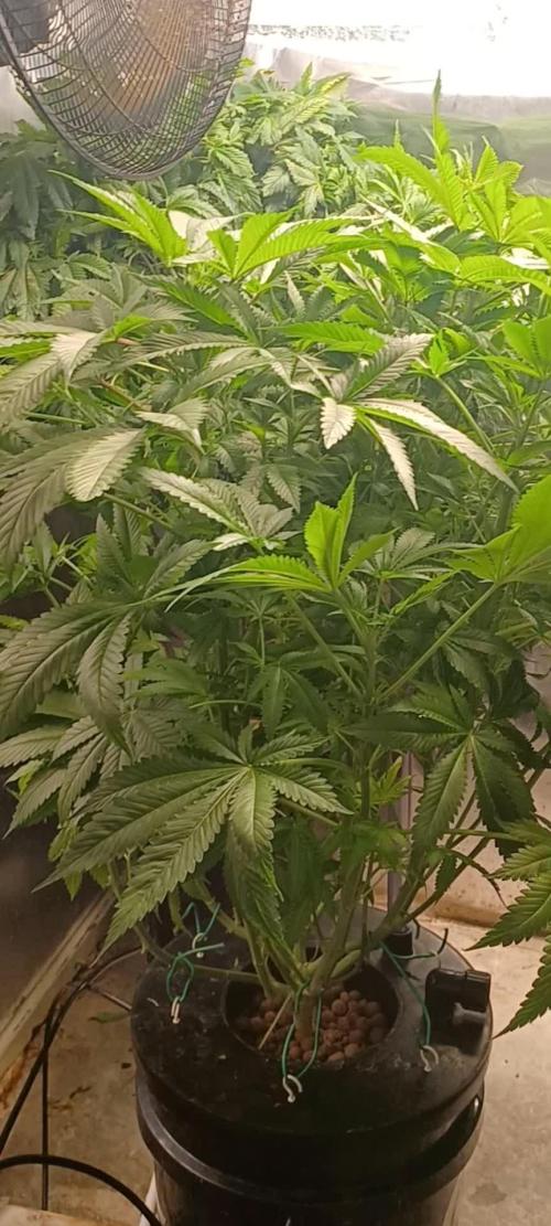 Fast Version B from Dutch Passion