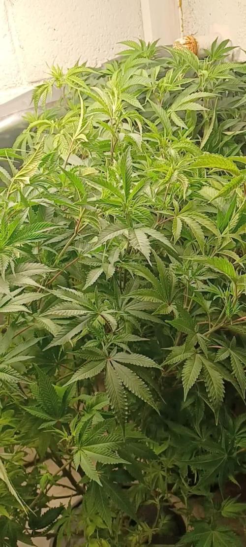 White Widow from Seedsman