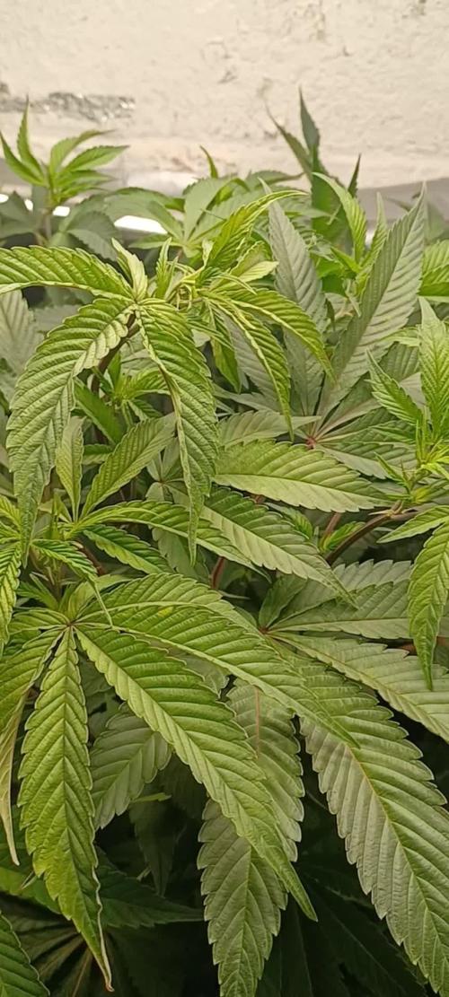 Fast version A Dutch Passion