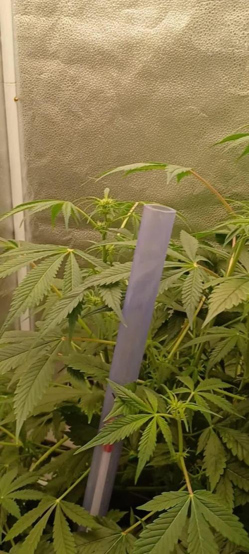 Auto Black Opium