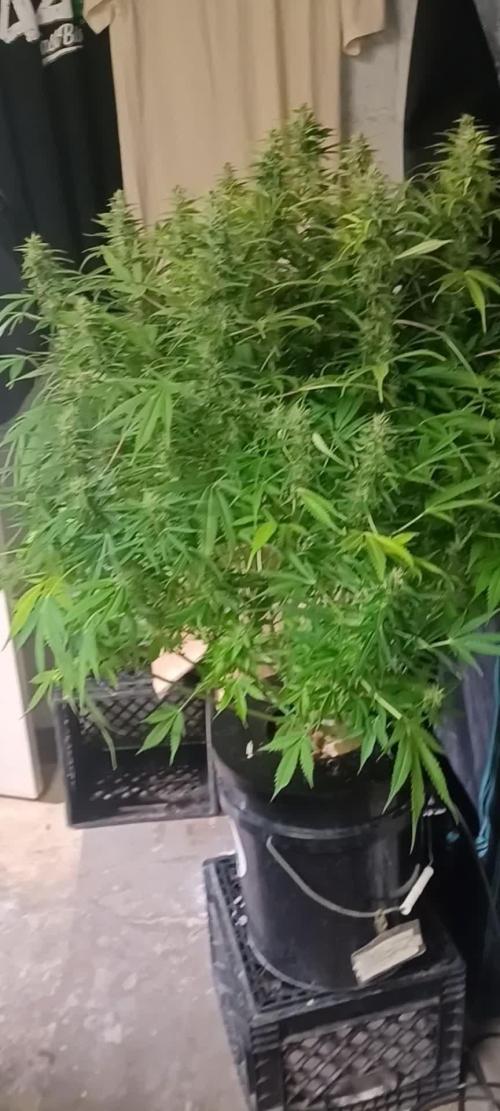 Blue Dream Auto from Spliff Seeds