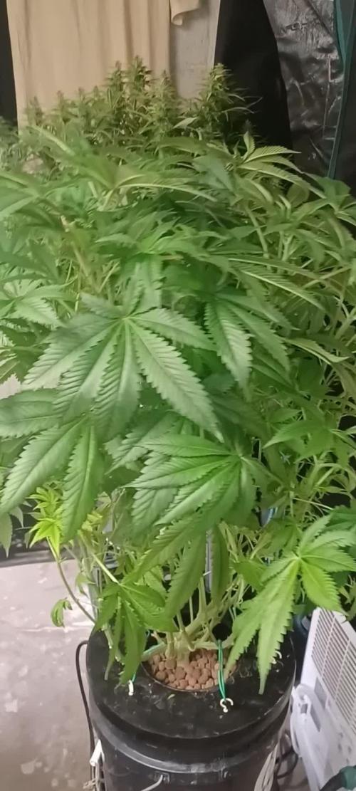 Fast Version B from Dutch Passion