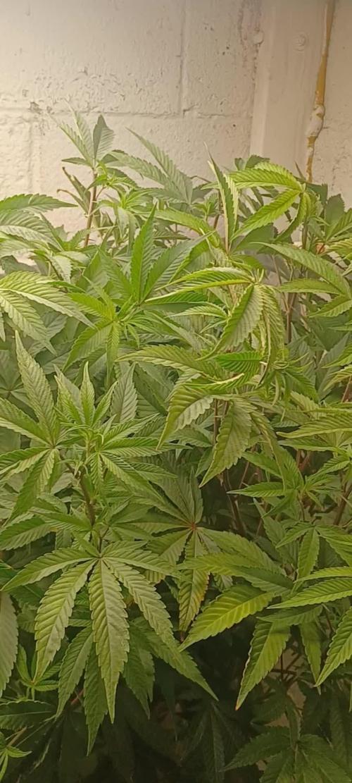 Fast version A Dutch Passion