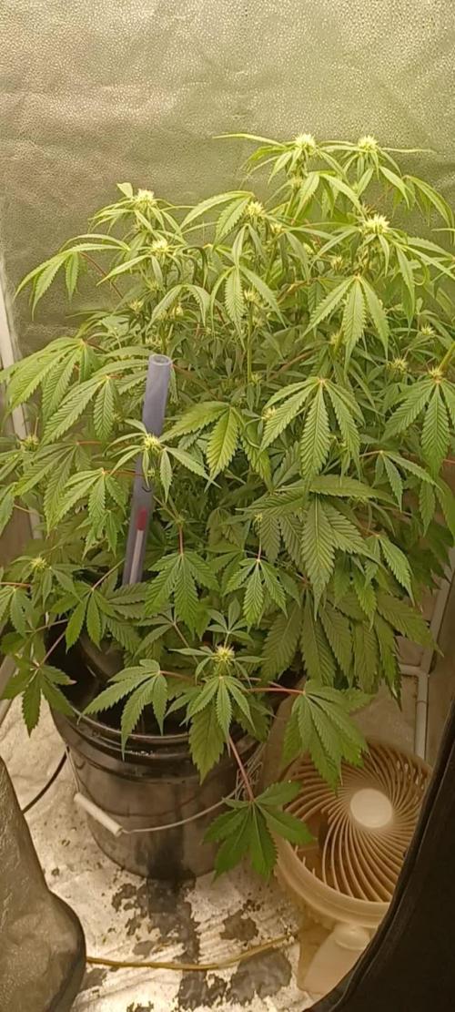 Auto Black Opium