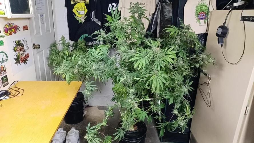 Tangerine Band from Exotic Seeds