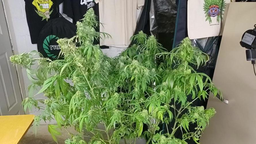 Melon Gum Pure Instinto