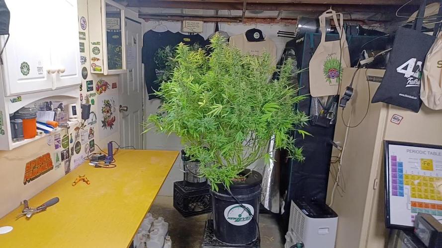 Blue Dream Auto from Spliff Seeds