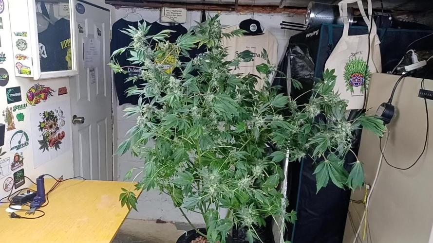 Super Skunk from Spliff Seeds