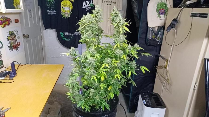 Auto Black Opium