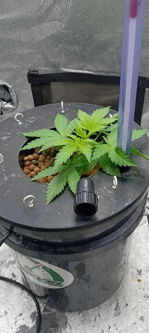 Mintz Runtz auto from Spliff