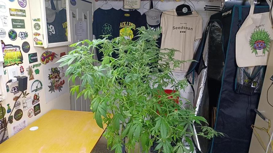 Fast Version B from Dutch Passion