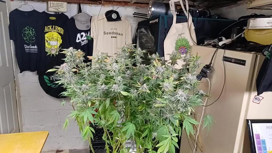 Fast version A Dutch Passion