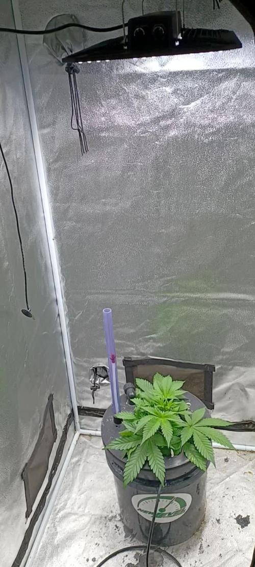 Mintz Runtz auto from Spliff