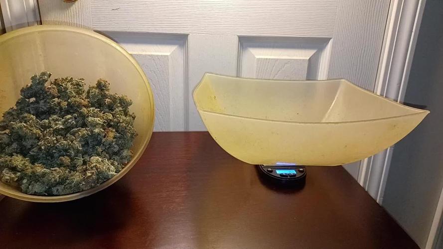 Tangerine Band from Exotic Seeds