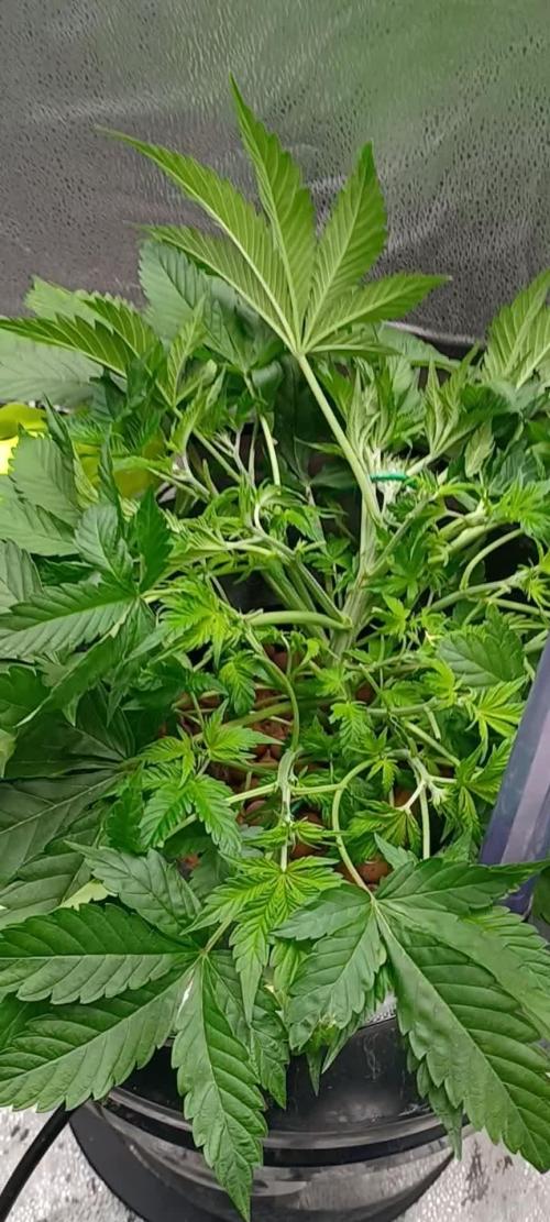 Mintz Runtz auto from Spliff