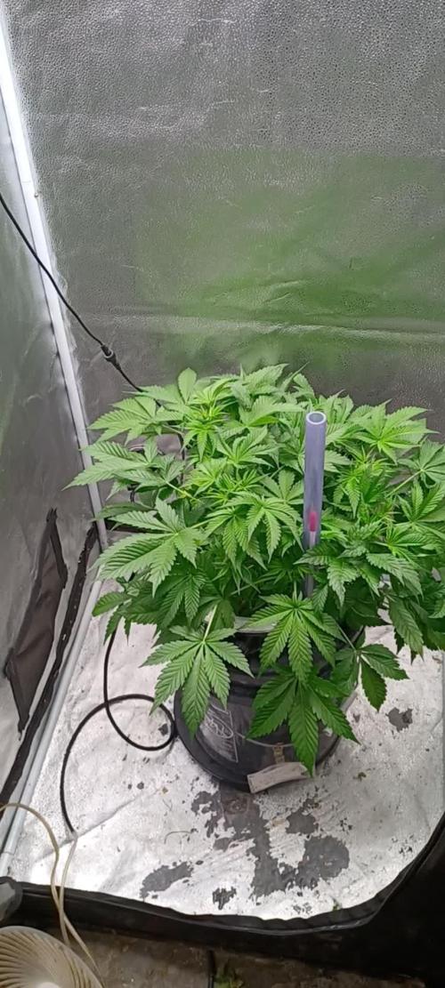 Mintz Runtz auto from Spliff