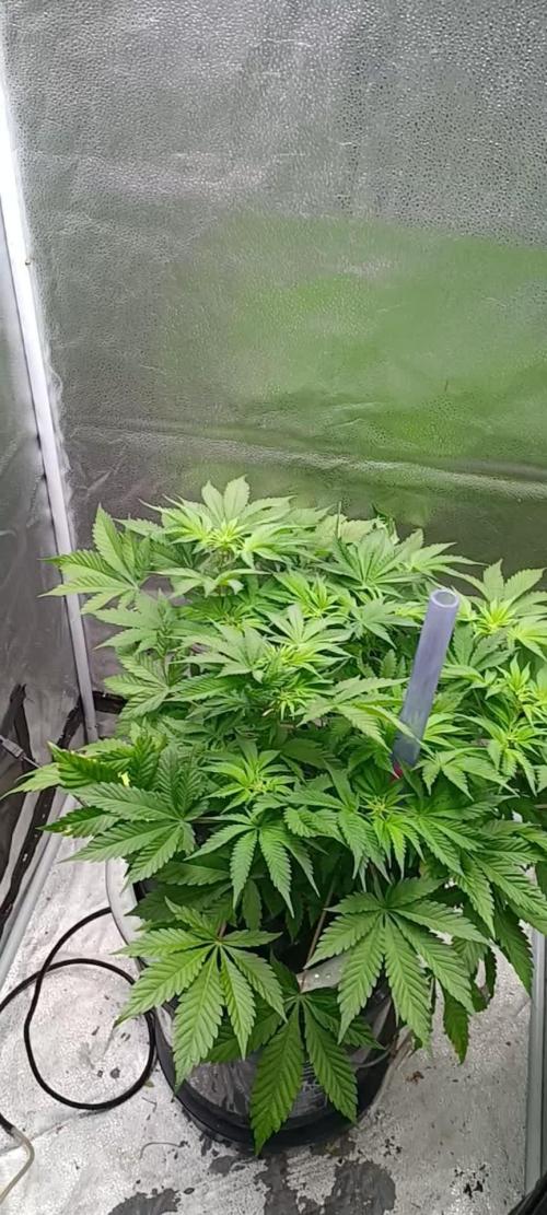 Mintz Runtz auto from Spliff