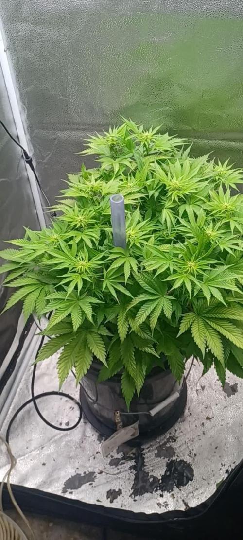 Mintz Runtz auto from Spliff