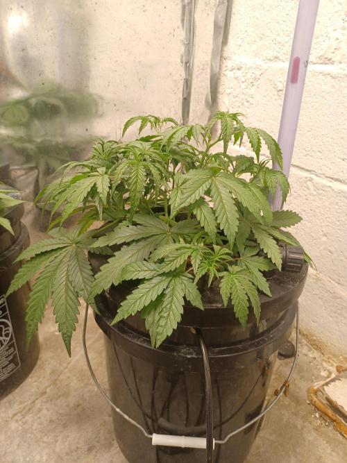 Animal Mintz. Week 4 - Side view