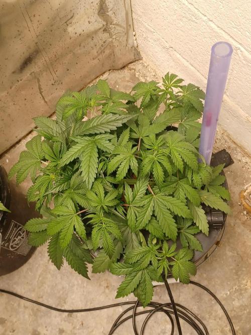 Animal Mintz. Week 4 - From above 