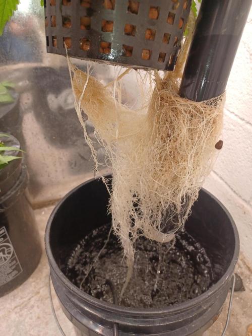 Animal Mintz. Week 4 - Roots