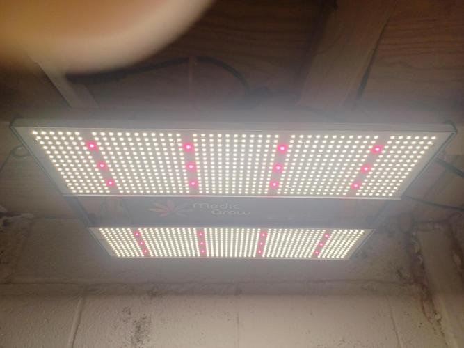 Animal Mintz. Week 4 - Medic Grow Mini Sun-2 