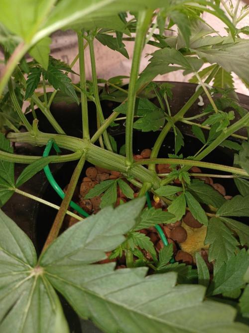 Animal Mintz. Week 4 - Base