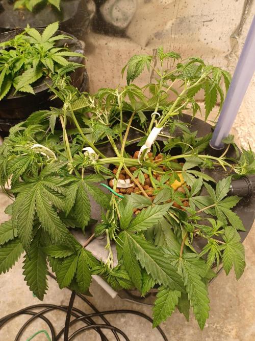 Animal Mintz. Week 4 - After training 