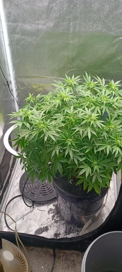 Mintz Runtz auto from Spliff