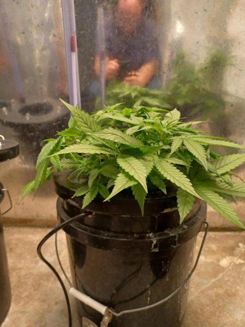 Hulk Banner Auto. Week 5 - Side view