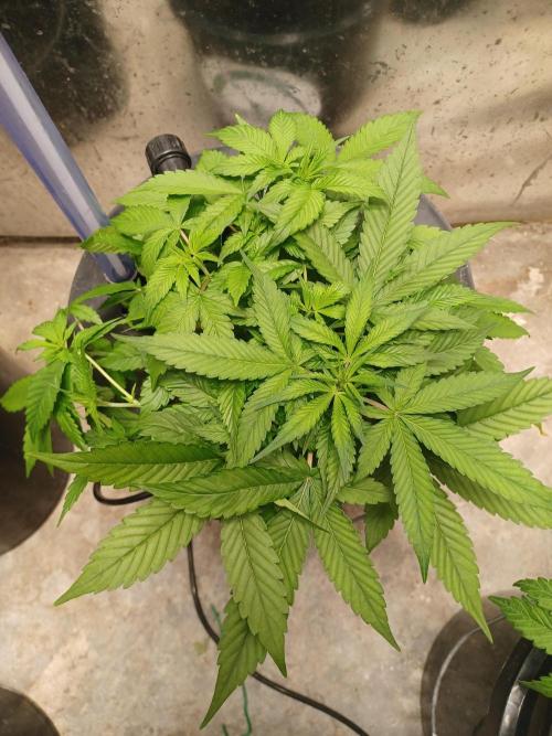 Hulk Banner Auto. Week 5 - From above