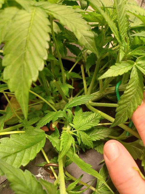 Hulk Banner Auto. Week 5 - Base