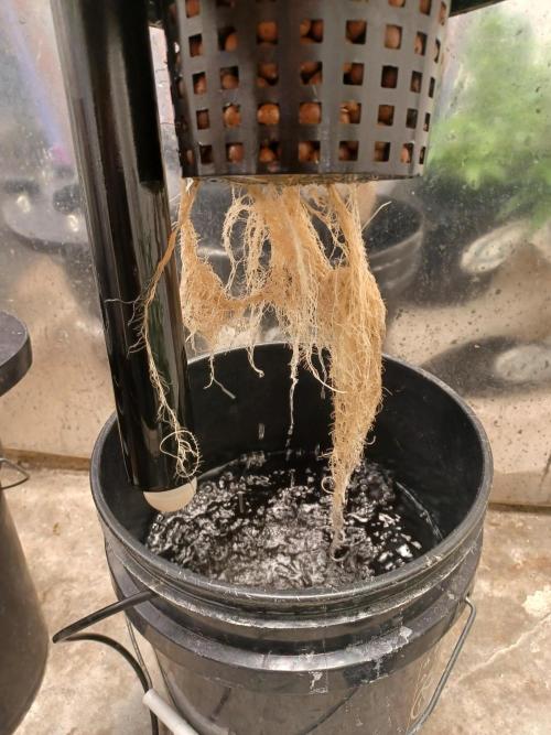 Hulk Banner Auto. Week 5 - Roots