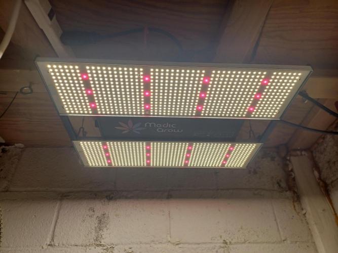 Hulk Banner Auto. Week 5 - Medic Grow Mini Sun-2 