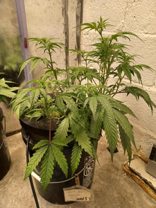 Animal Mintz. Week 5 - Side view