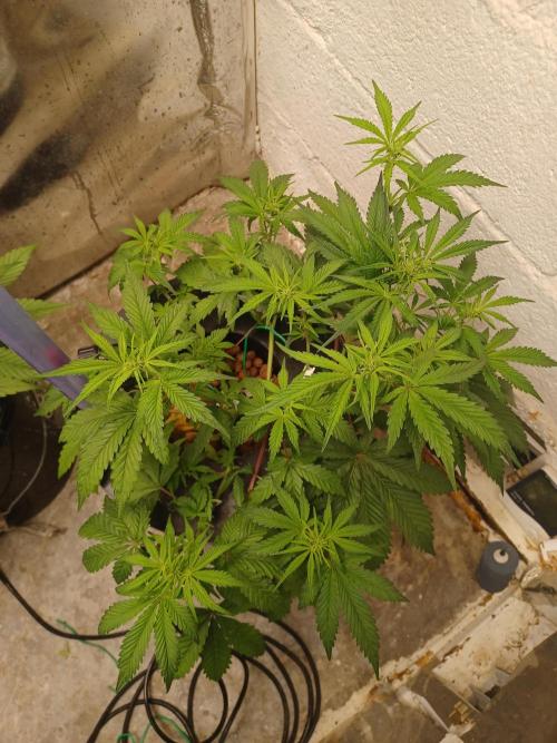 Animal Mintz. Week 5 - From above 