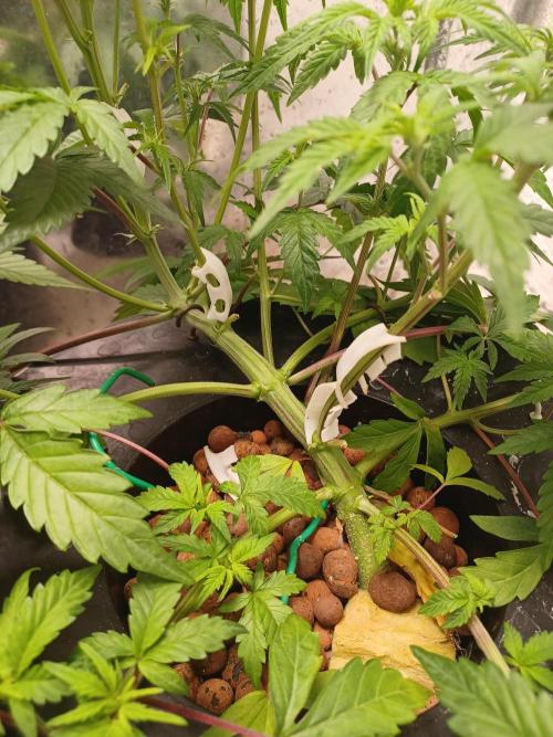 Animal Mintz. Week 5 - Base