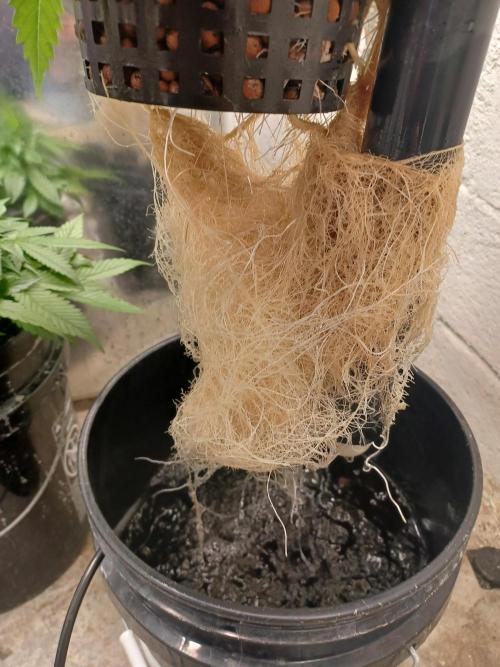 Animal Mintz. Week 5 - Roots