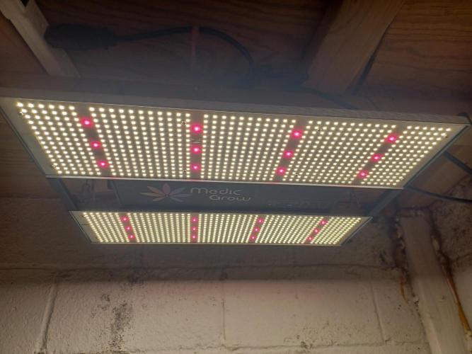 Animal Mintz. Week 5 - Medic Grow Mini Sun-2 