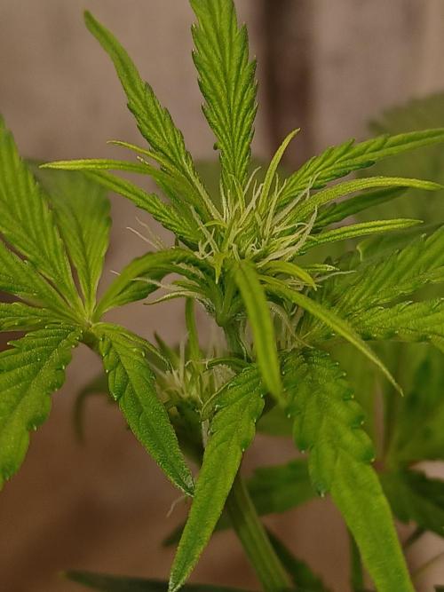 Animal Mintz. Week 5 - Preflowering started