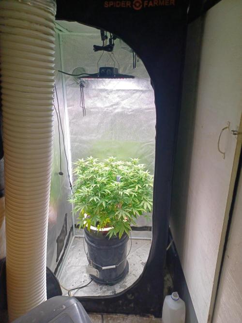 Mintz Runtz auto from Spliff. Week 10 - Tent view