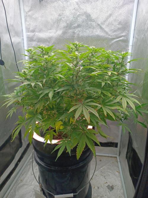 Mintz Runtz auto from Spliff. Week 10 - Side view
