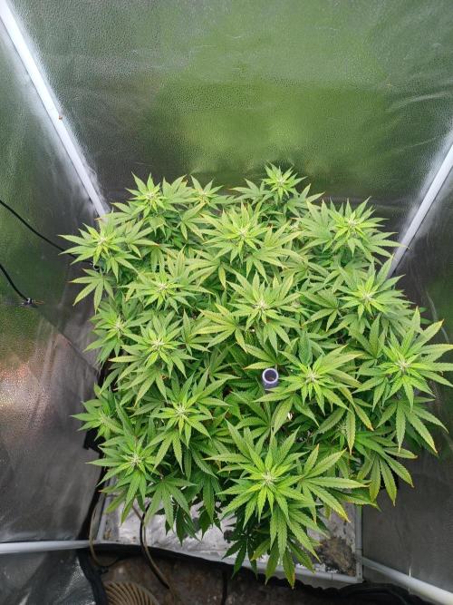 Mintz Runtz auto from Spliff. Week 10 - From above 