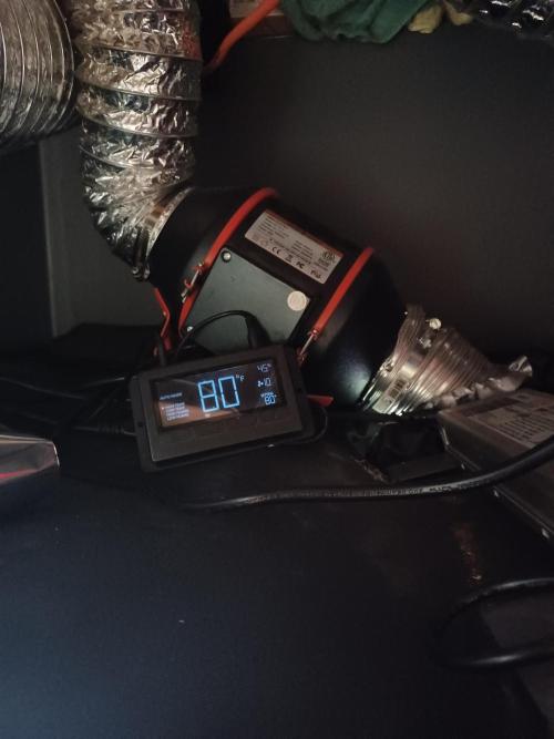 Mintz Runtz auto from Spliff. Week 10 - Spider Farmer smart controller 