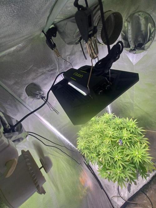 Mintz Runtz auto from Spliff. Week 10 - Elufah UAP1500 