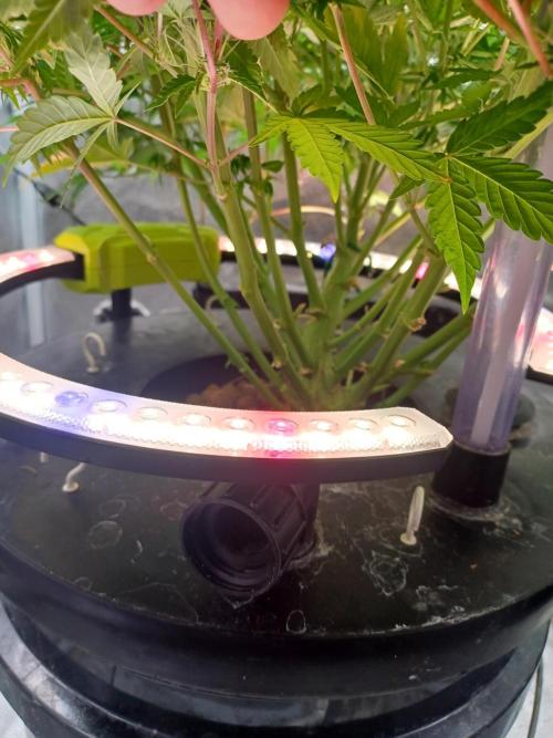 Mintz Runtz auto from Spliff. Week 10 - Base and Saturn 240